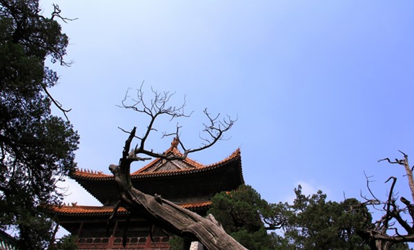 A worship trip to confucius temple in qufu 11