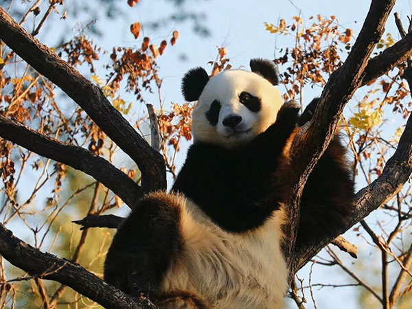 Giant panda Bai Tian in a zoo habitat Giant panda Bai Tian in a zoo habitat