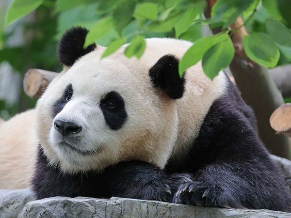 Giant panda Fu Bao