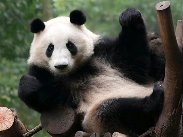 Giant panda He Ye in Chengdu