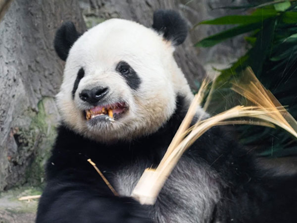 Giant panda Meng Er in a zoo habitat Giant panda Meng Er in a zoo habitat