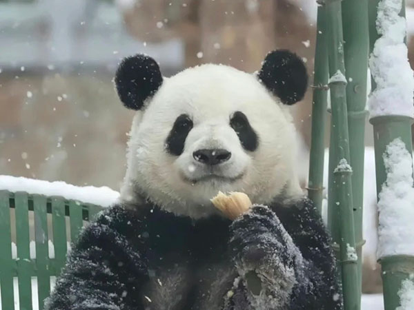 Giant panda Meng Lan historically associated with Beijing Zoo Giant panda Meng Lan historically associated with Beijing Zoo
