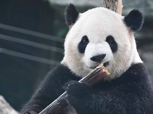 Giant panda Meng Lan