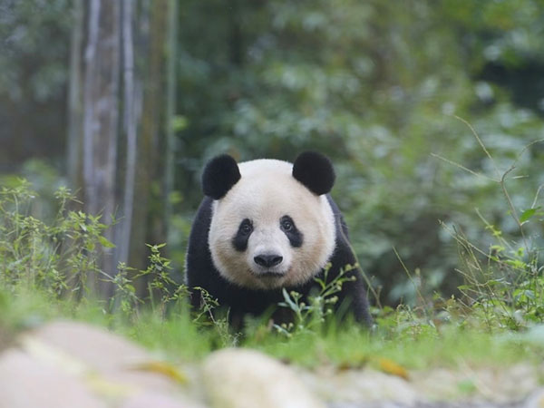 Giant panda Xiang Xiang