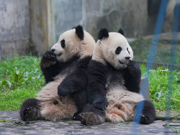 Twin giant pandas Yu Ke and Yu Ai