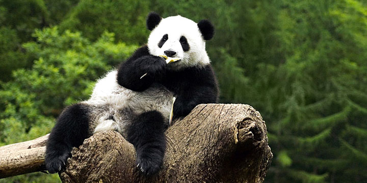 Giant panda resting in its habitat at Beijing Zoo Giant panda resting in its habitat at Beijing Zoo