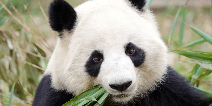 Giant panda eating bamboo at the Chengdu research base Giant panda eating bamboo at the Chengdu research base