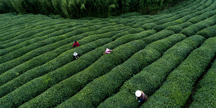 Tea fields and village landscape at Meijiawu in Hangzhou