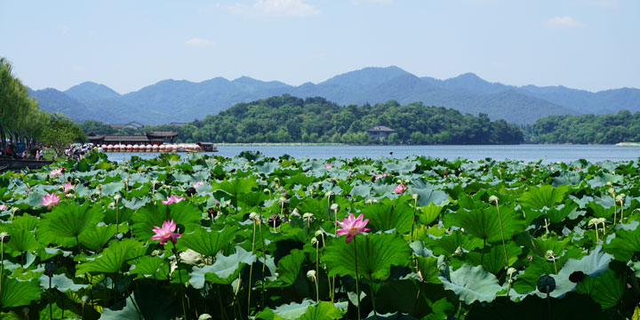 West Lake lotus scenery illustrating summer travel in Hangzhou West Lake lotus scenery illustrating summer travel in Hangzhou
