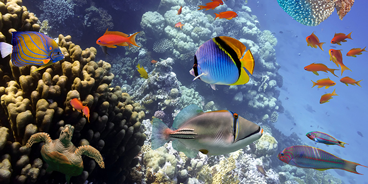 Tropical fish inside a coral habitat at Shanghai Ocean Aquarium