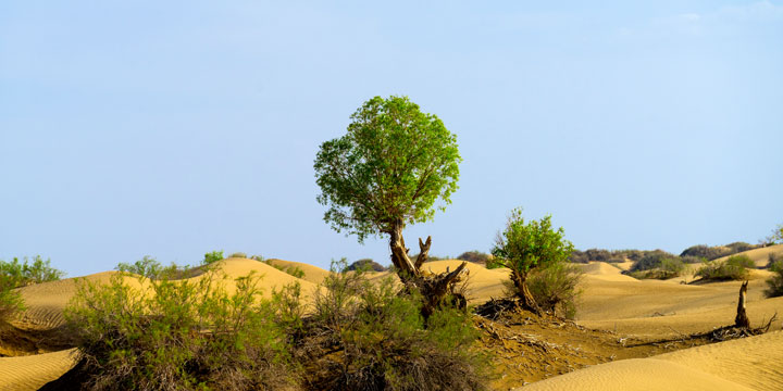 Desert poplar tree at an oasis edge in the Taklamakan