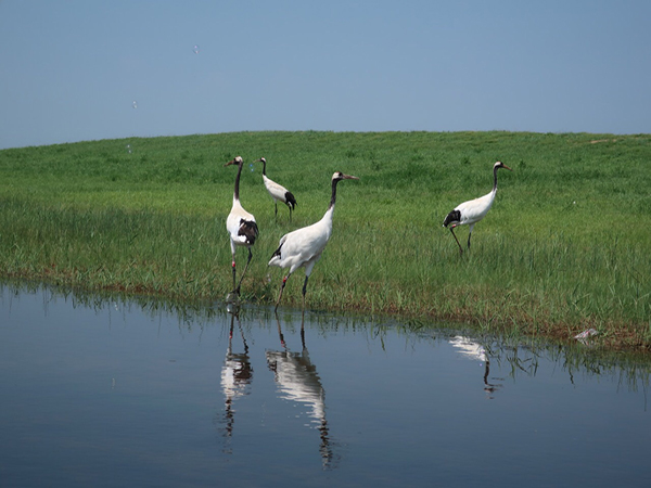Red-crowned cranes in Zhalong Wetland