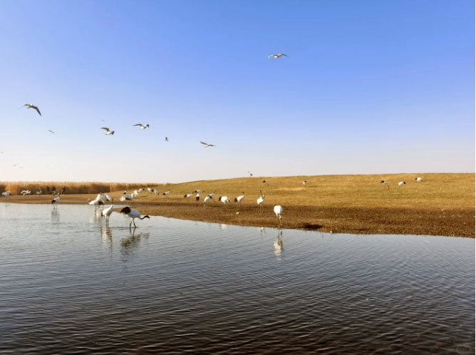 Zhalong wetland 02