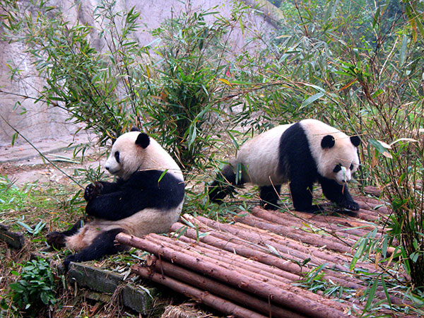 Giant panda at the Chengdu Research Base