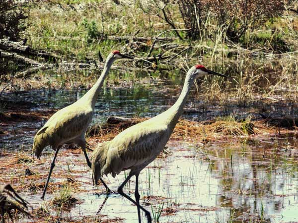 Cranes in the managed Xinghu wetland landscape