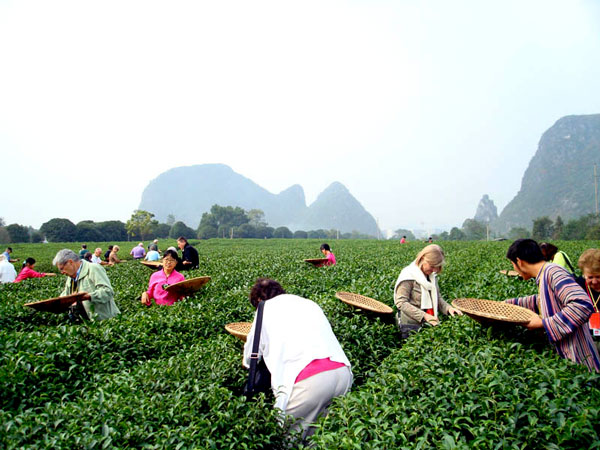 Tea harvest in a Guilin-area plantation used for agricultural field study Tea harvest in a Guilin-area plantation used for agricultural field study