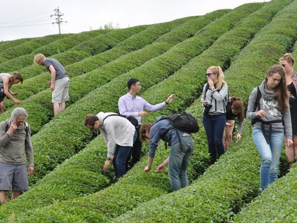 Picking Tea Leaves Picking Tea Leaves