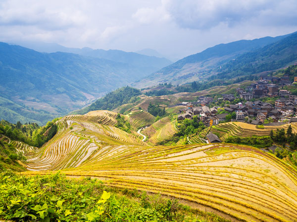 Longji rice terraces near Guilin after the autumn harvest