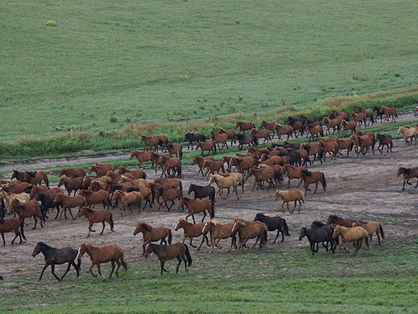 Horses on a grassland route in Inner Mongolia during June Horses on a grassland route in Inner Mongolia during June