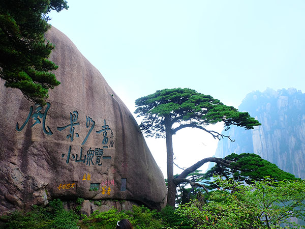 Guest greeting pine 04