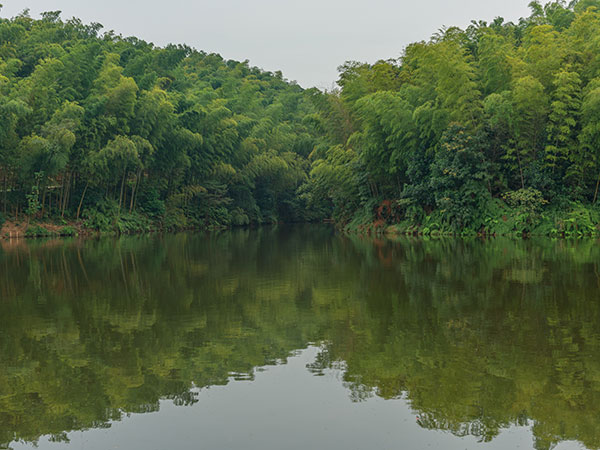 Dense bamboo landscape in Shunan Bamboo Sea, Sichuan