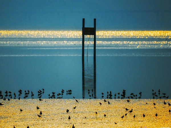 Birds above tidal flats and mangroves at Shenzhen Bay