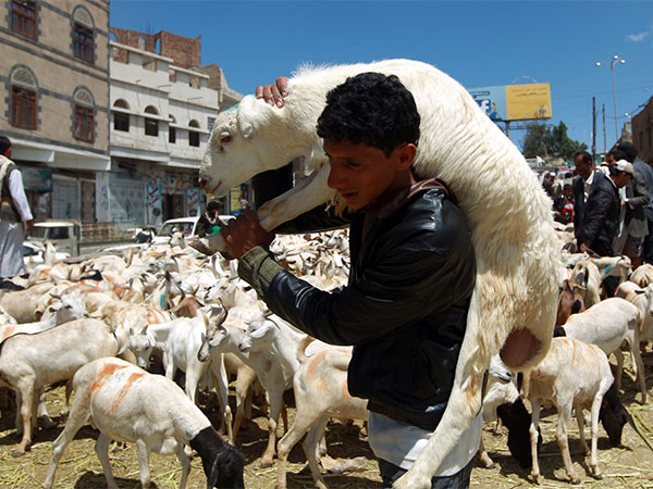 Sheep market during preparation for Eid al-Adha