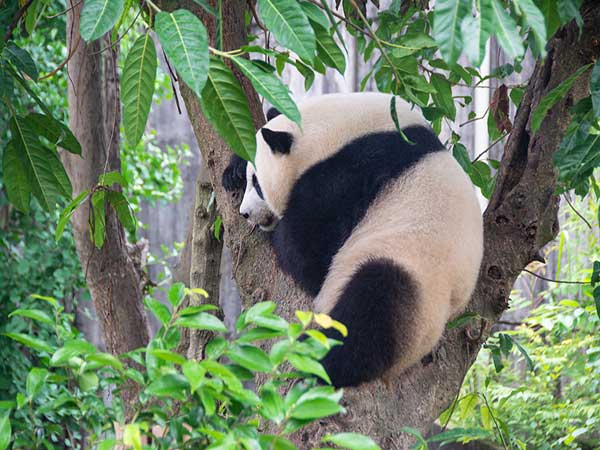 Giant panda resting in bamboo at a Chengdu conservation facility