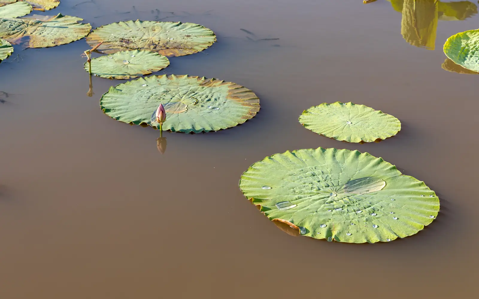 Appreciate Lotus Flowers at West Lake