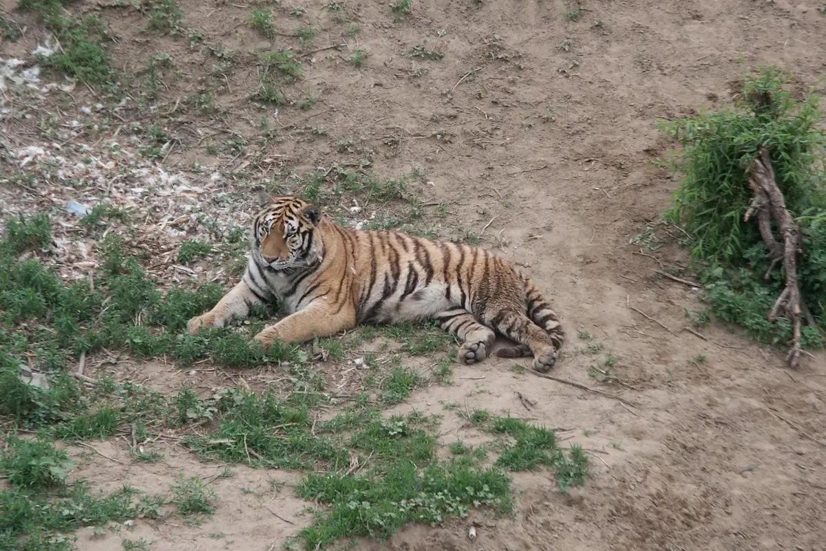 Siberia Tiger Park