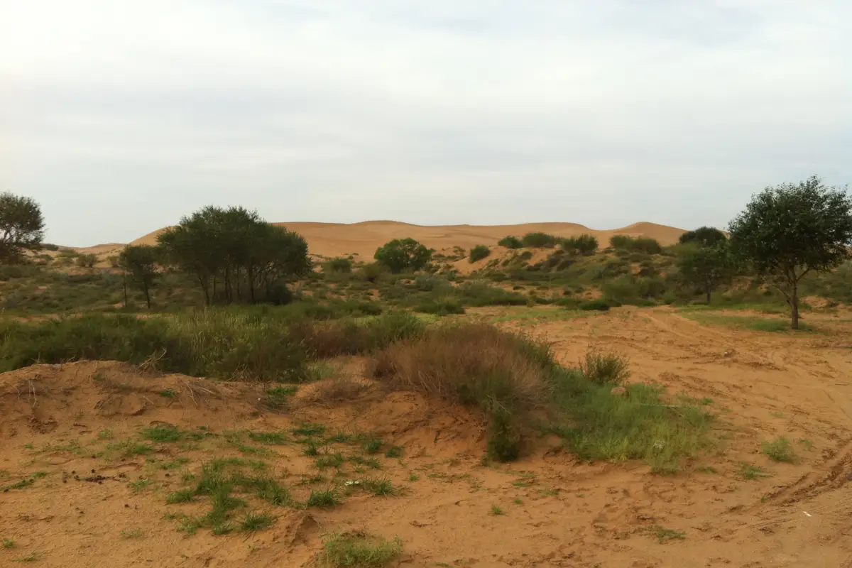 Resonant Sand Gorge