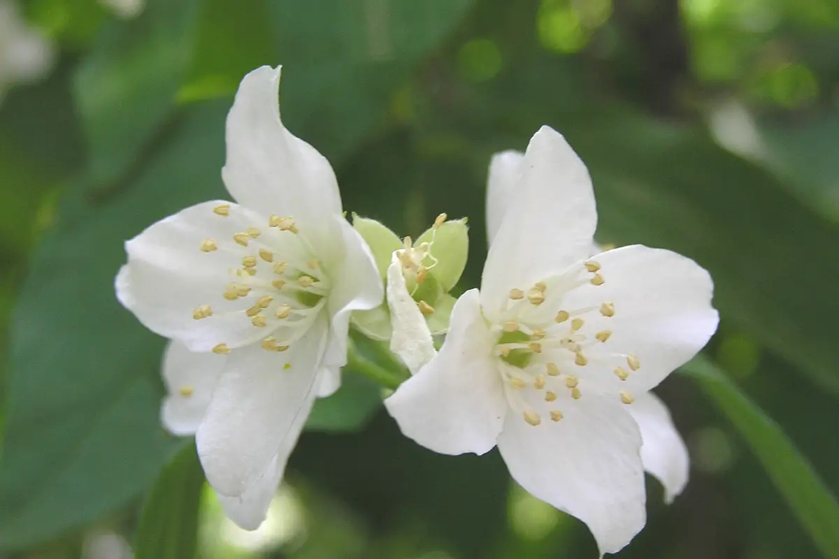 Shenyang Botanical Garden