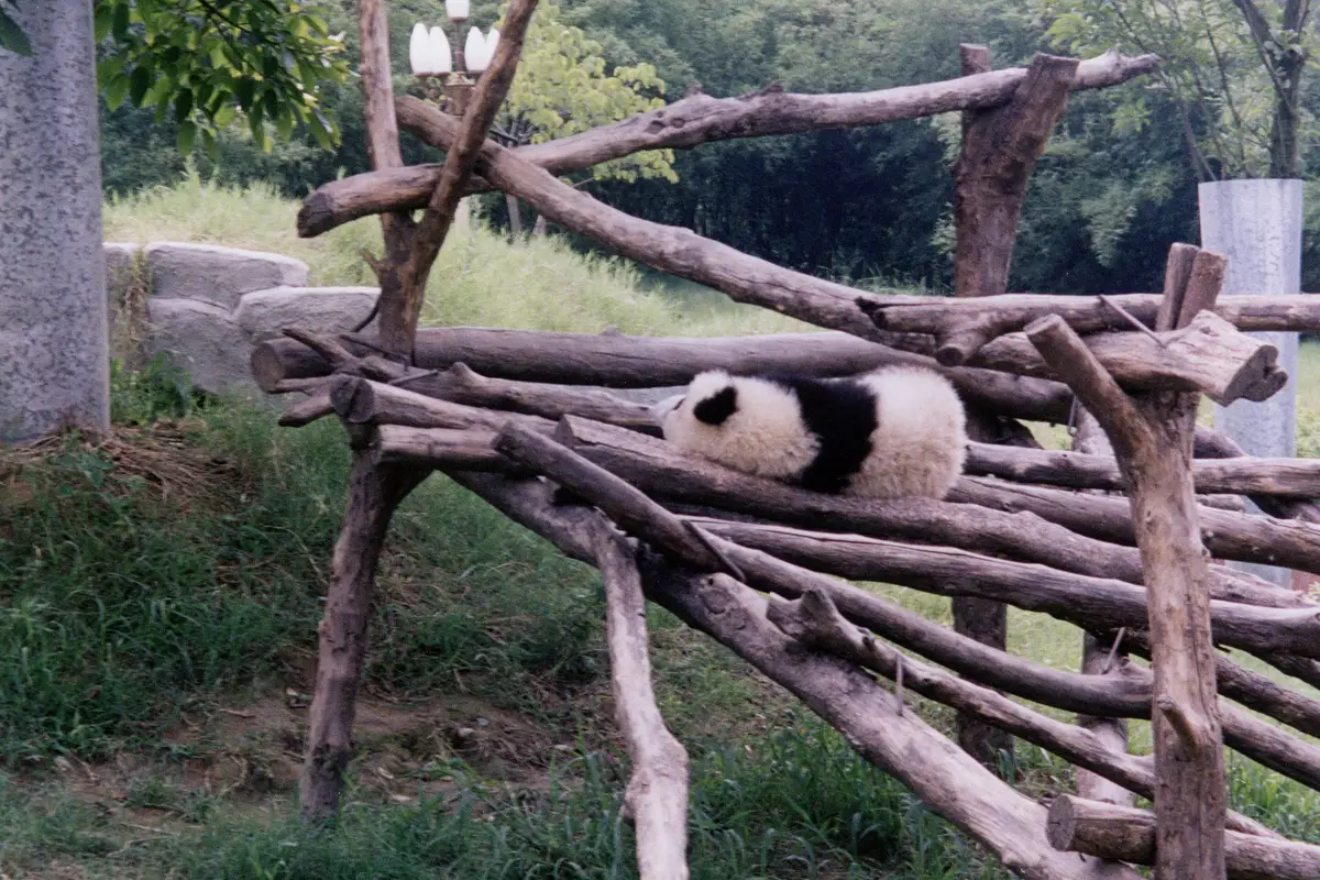 Wolong Panda Reserve