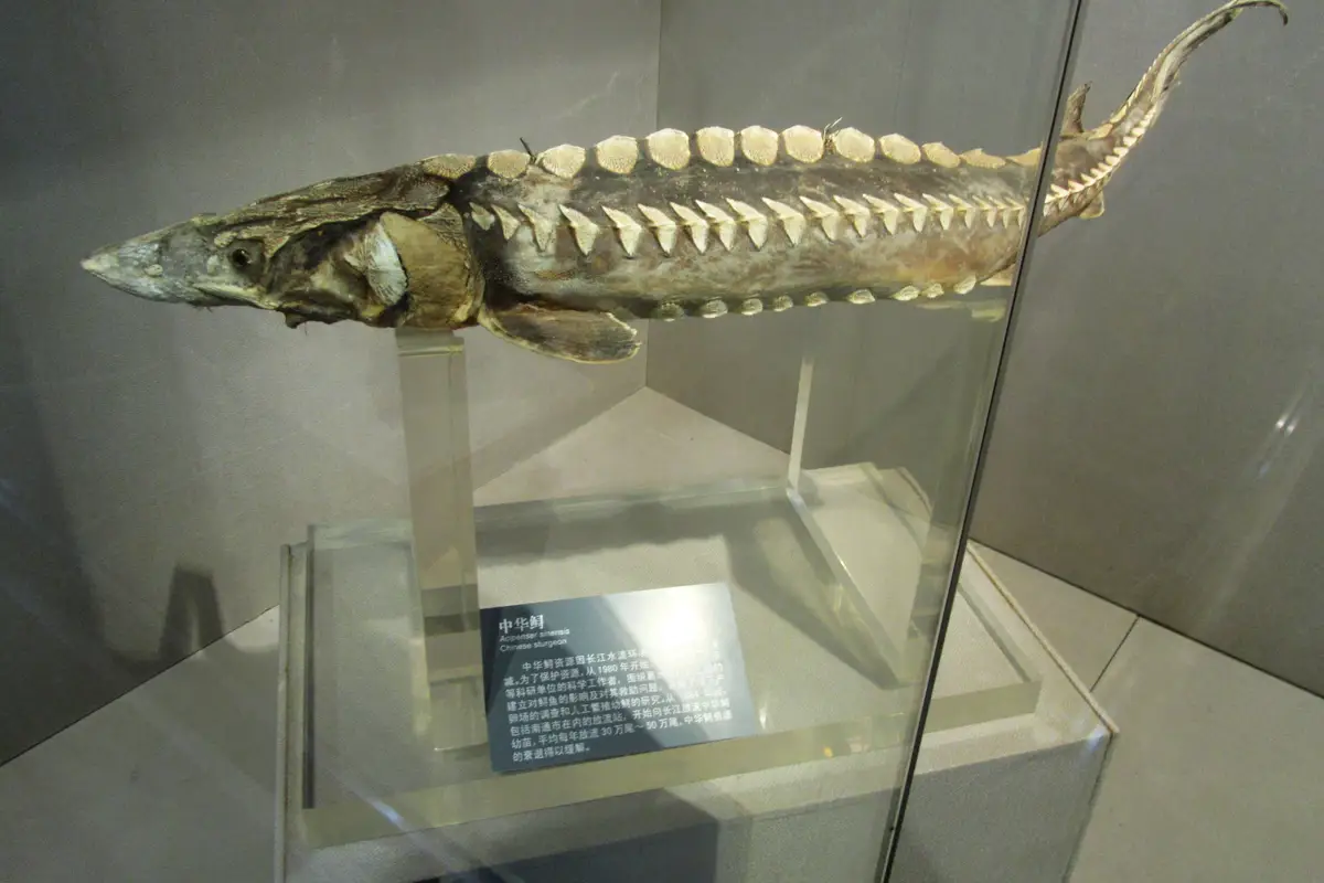 Chinese Sturgeon Museum