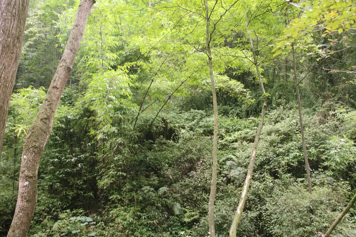 Qingcheng Mountain