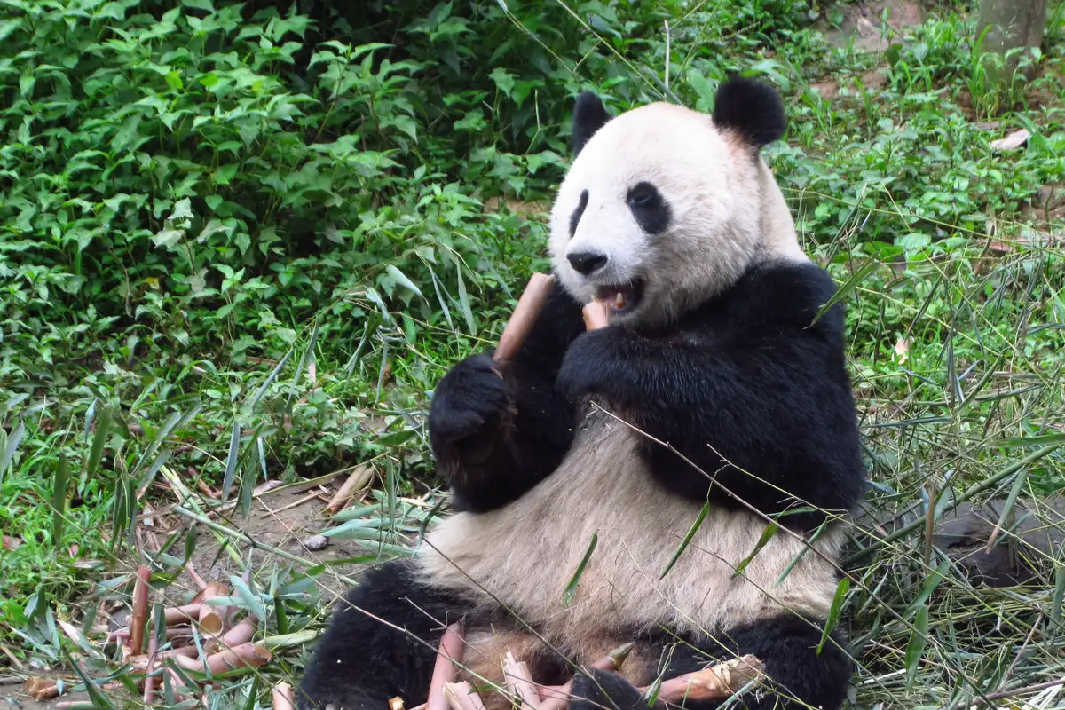 Bifengxia Panda Base