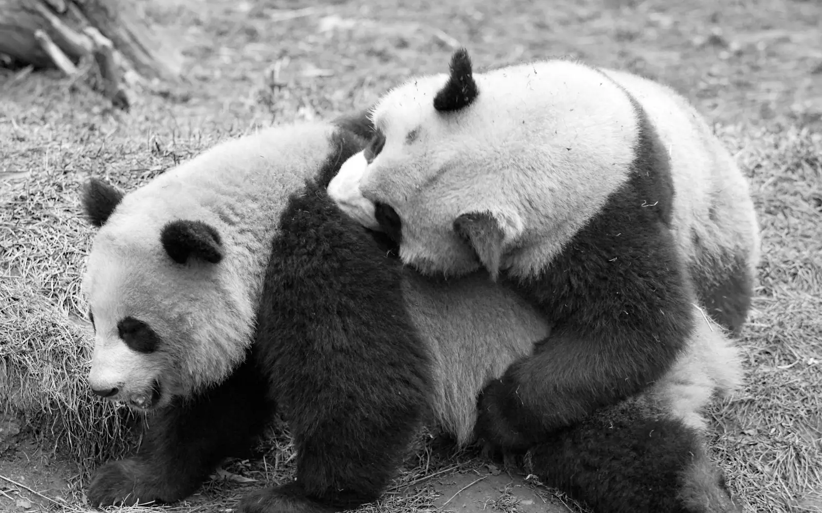 Wolong Panda Reserve