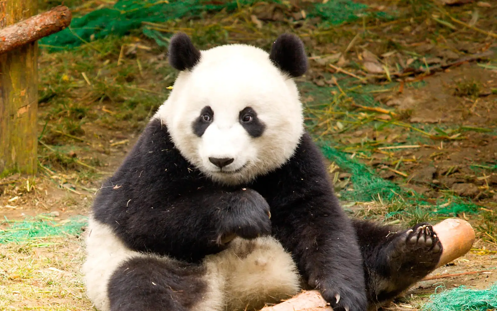 Wolong Panda Reserve