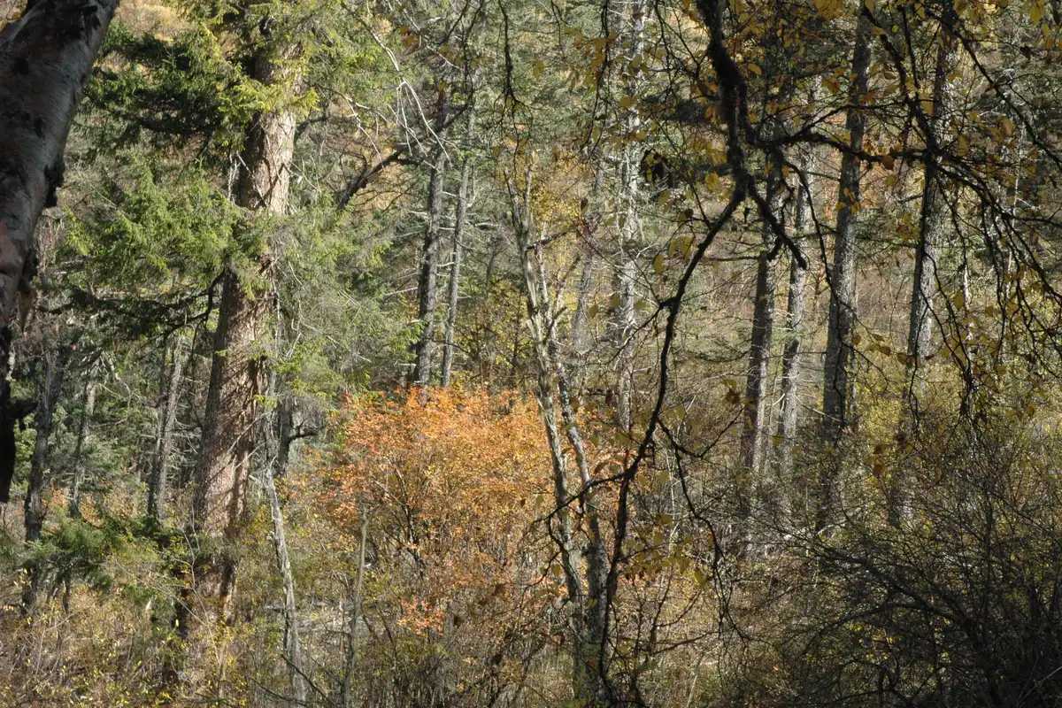 6 Days Chengdu to Jiuzhaigou Tour