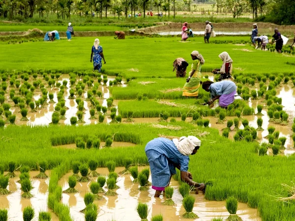 A farmer planting rice in a field during the agricultural season