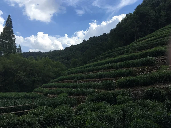 Tea terraces in Longjing on an April Hangzhou itinerary