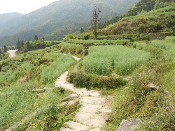 Rapeseed fields beside a village in Wuyuan, Jiangxi Rapeseed fields beside a village in Wuyuan, Jiangxi