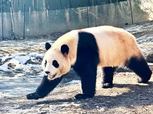 Giant panda at Everland Panda World in South Korea Giant panda at Everland Panda World in South Korea