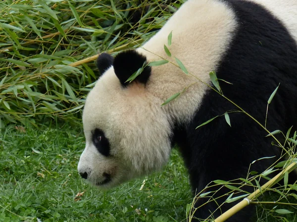 Giant panda illustrating Indonesia conservation partnership Giant panda illustrating Indonesia conservation partnership
