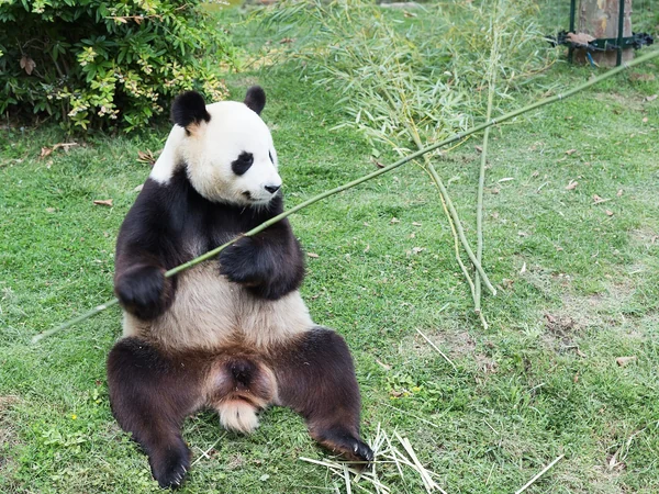 Giant panda illustrating Kobe Oji Zoo former panda program Giant panda illustrating Kobe Oji Zoo former panda program