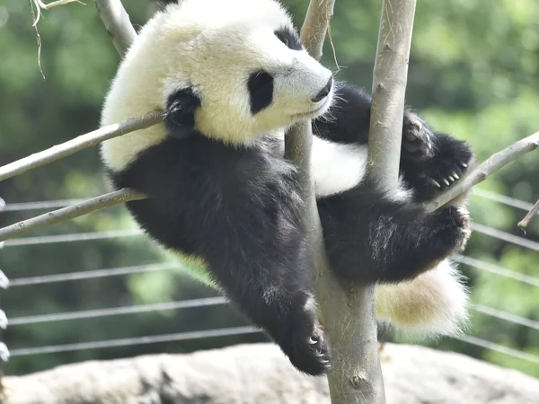Giant panda eating bamboo in a professionally managed Asian zoo Giant panda eating bamboo in a professionally managed Asian zoo