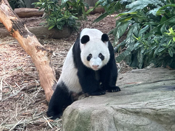 Giant panda inside the climate-controlled exhibit at Singapore River Wonders