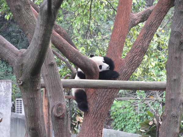 Playful giant panda cub practicing its climbing skills