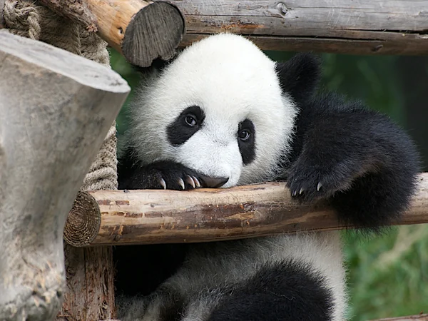 Young giant panda cub learning to crawl on the ground