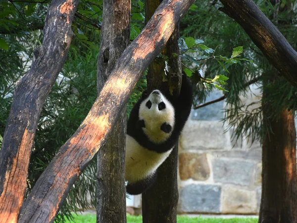 Giant panda cub after its eyes have begun to open